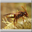 Nomada lathburiana - Wespenbiene w03.jpg